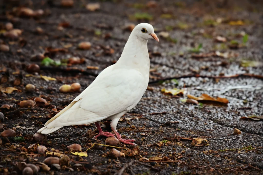 Pet Dove Names