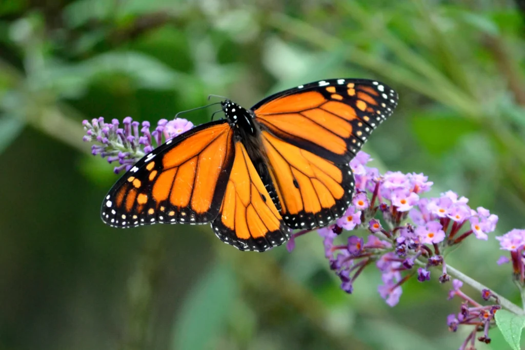 Nicknames for Butterfly