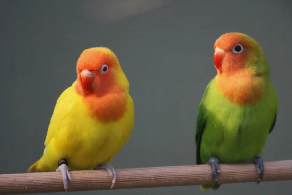 Pet Lovebird Names