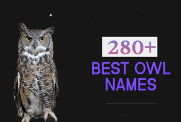 Owl Names