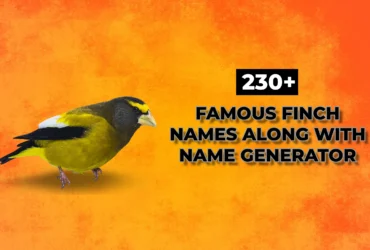 Finch Names