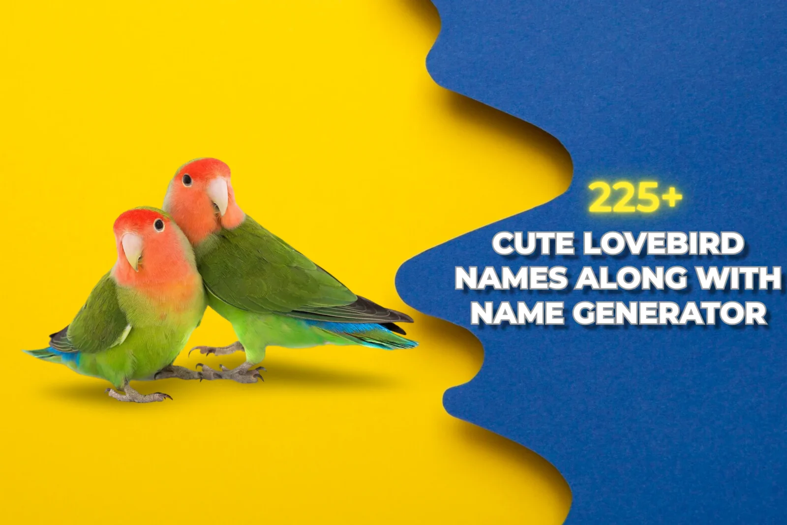 Lovebird Names with Meanings