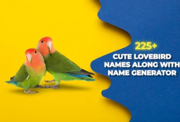 Lovebird Names with Meanings