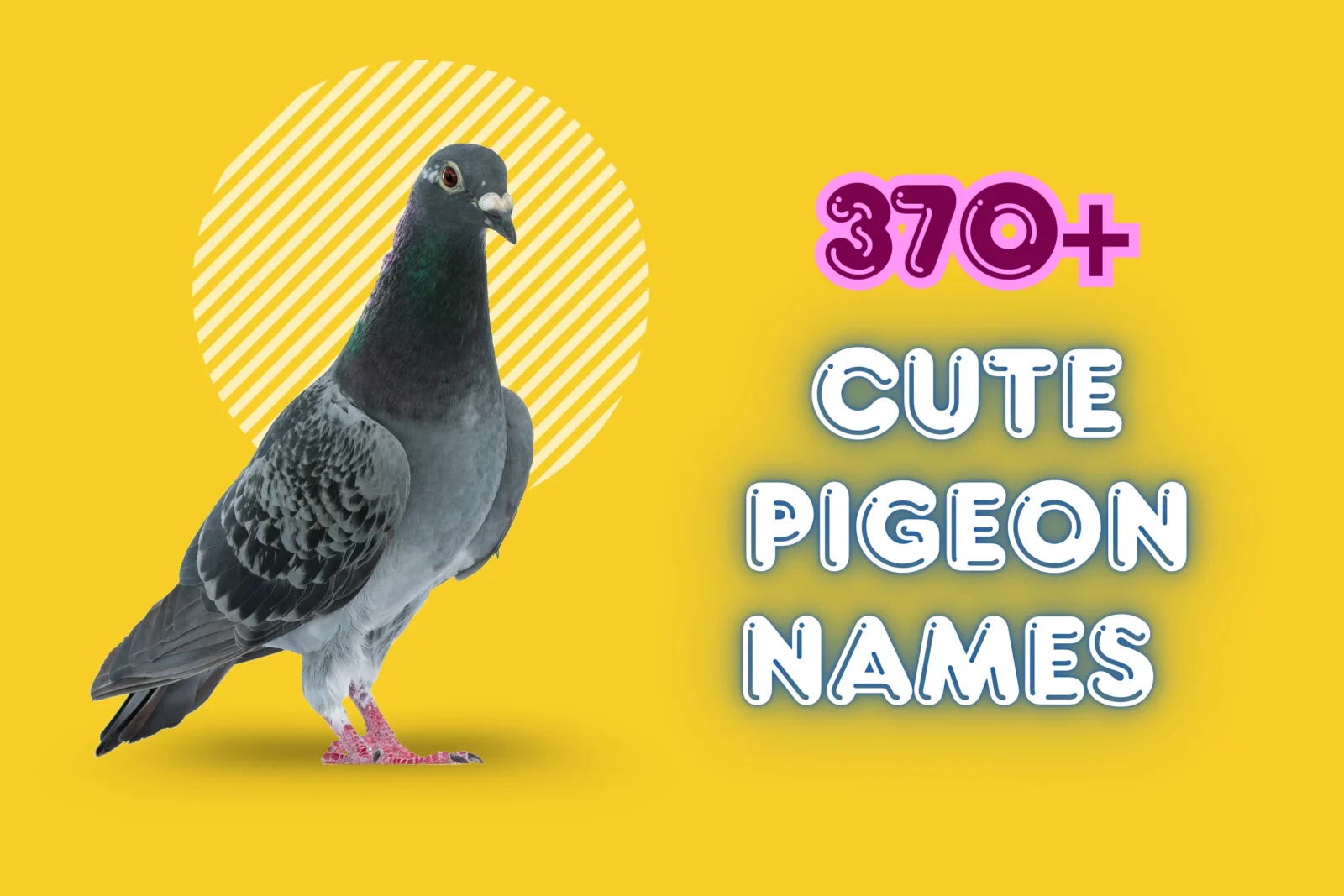 Pigeon Names