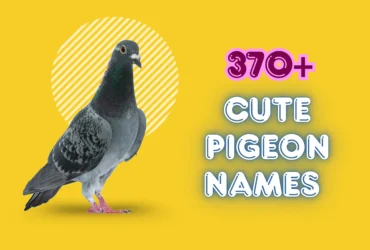 Pigeon Names