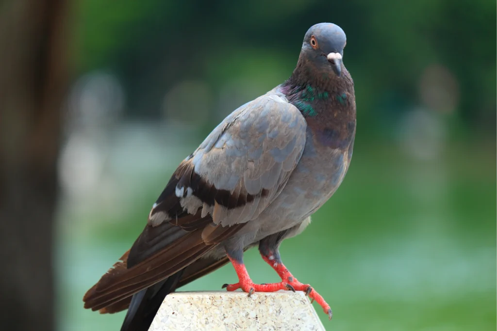 Unique Pigeon Names