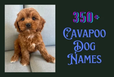 Cavapoo Dog Names