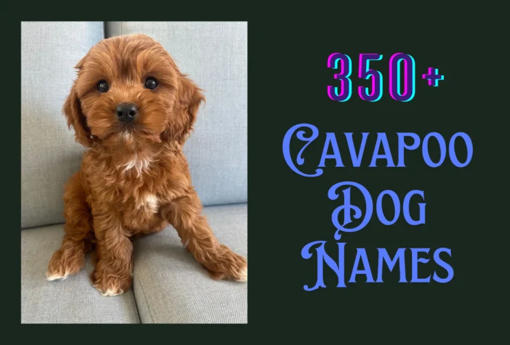 Cavapoo Dog Names