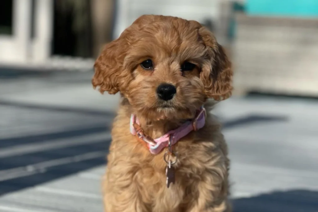 Unique Cavapoo Dog Names