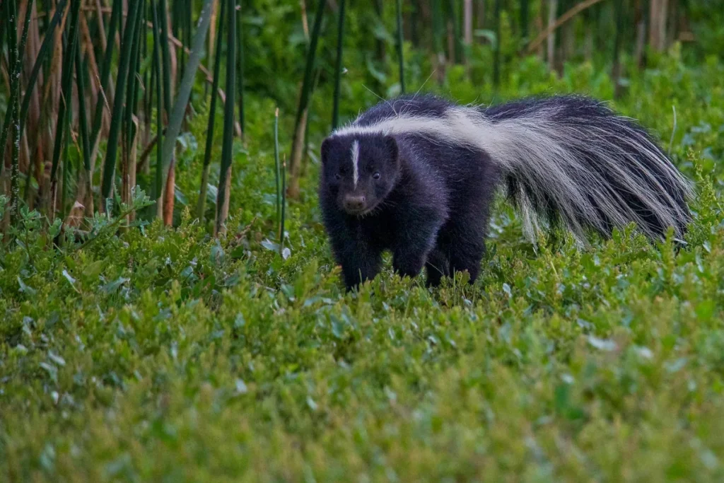 Creative Skunk Names
